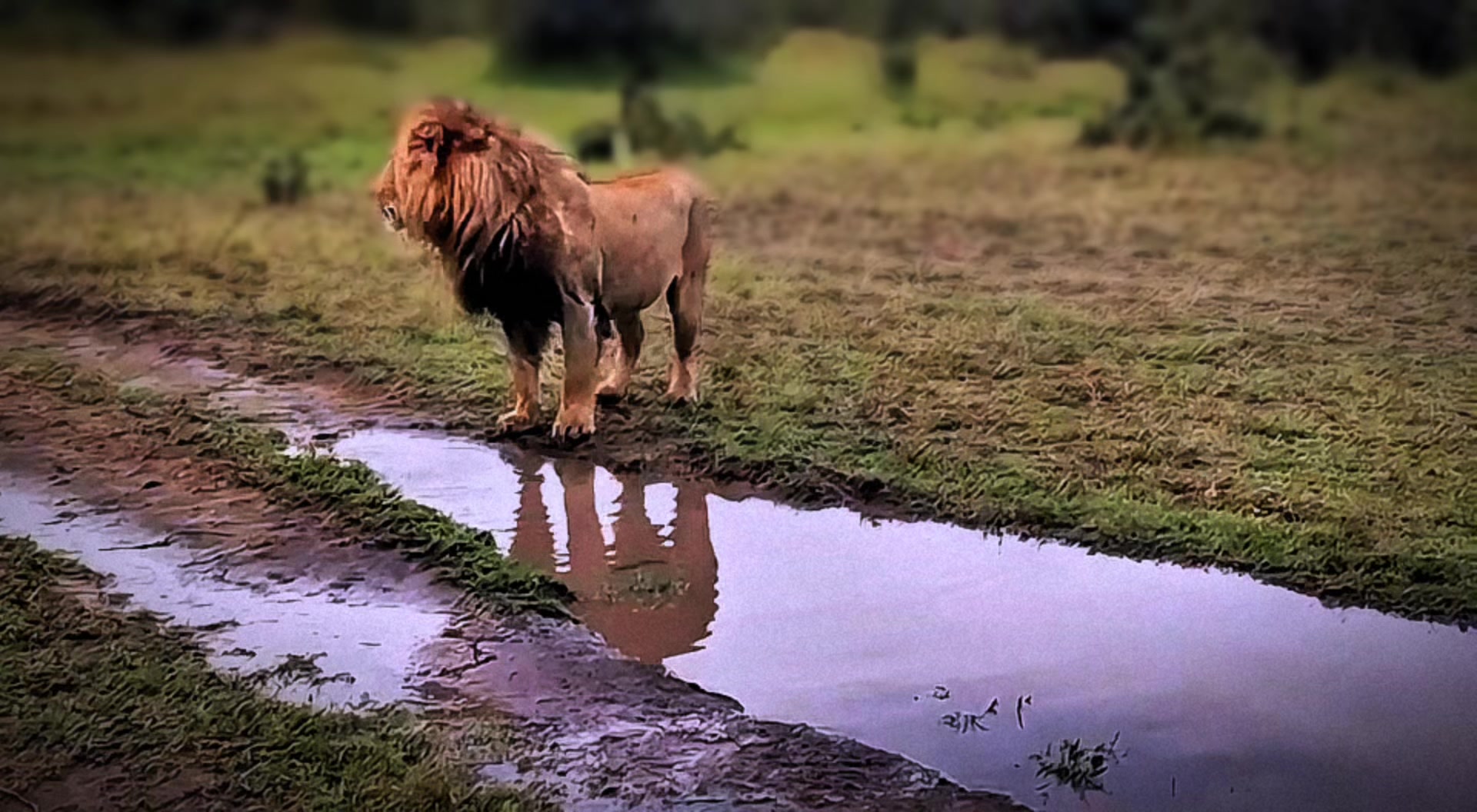 @lion_world5