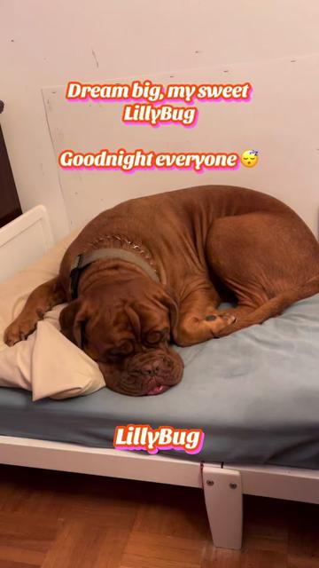 @Cheryl dog mom