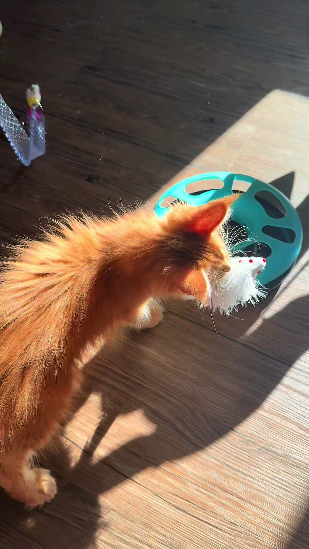 @Golden Maine Coon
