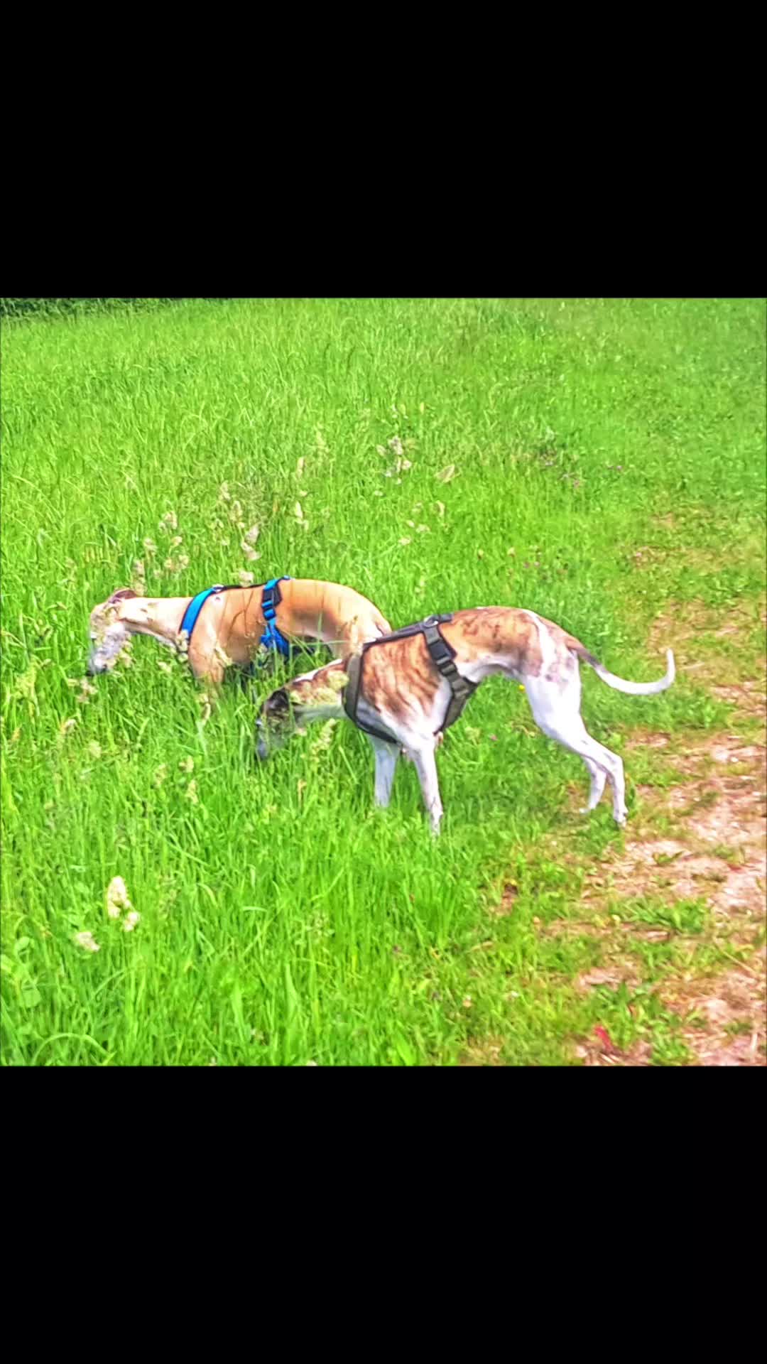@Dino 🦕 디노 🦖 ディノ