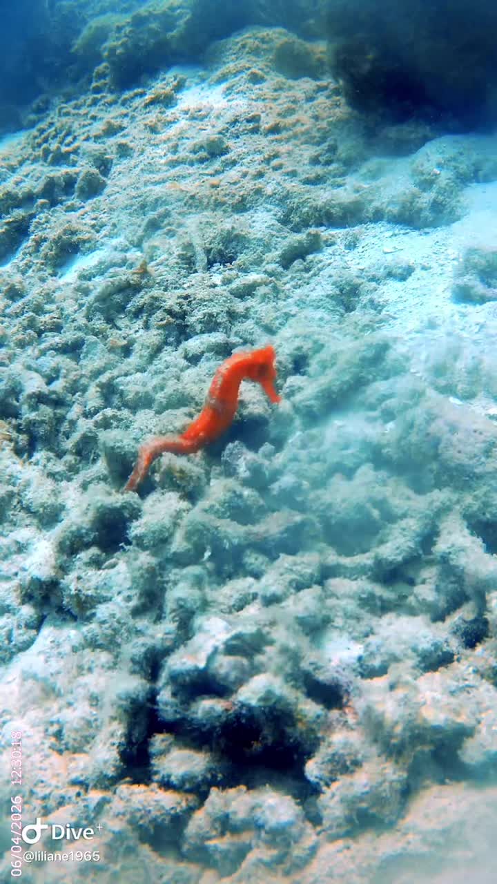 @Divestories Curacao    +Follow