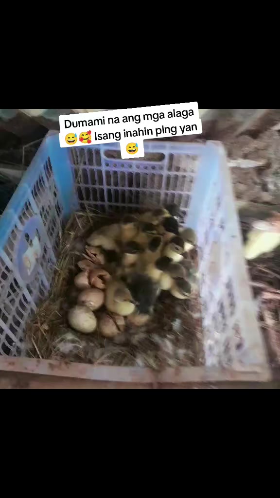 @Mam Edhz