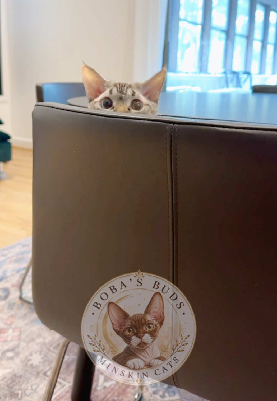 @Boba’s Buds Minskin Cats