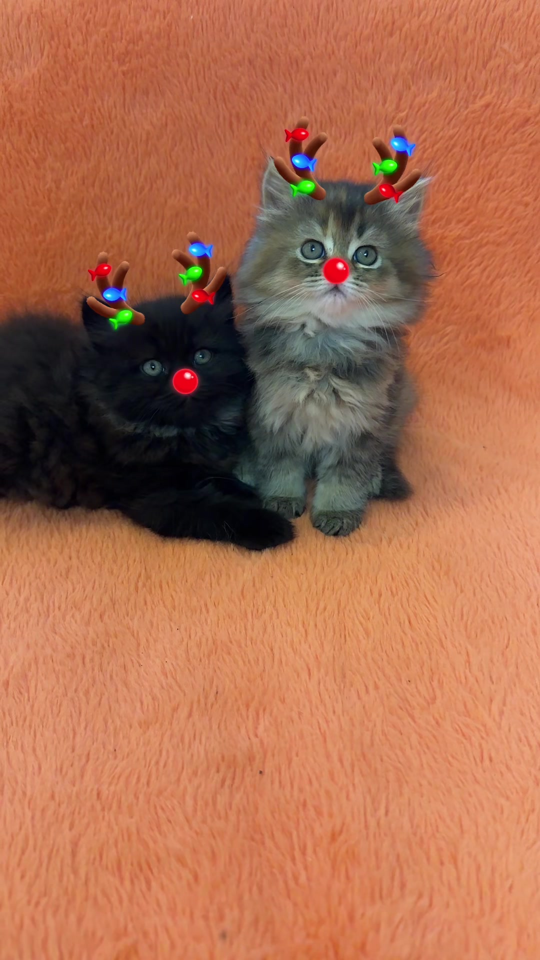 @cat.sheri.kittens
