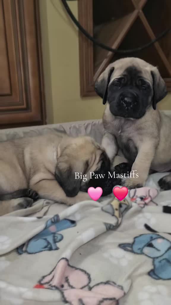 @Big Paw Mastiffs