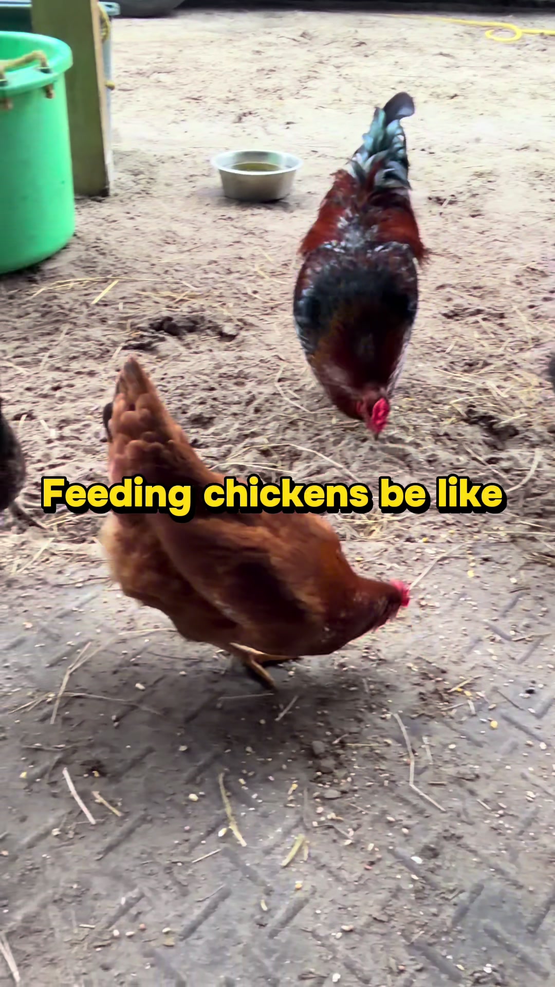 @Kim’s Funny Farm