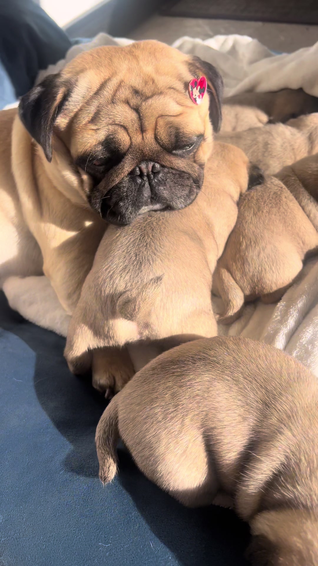 @pugSofyHarry