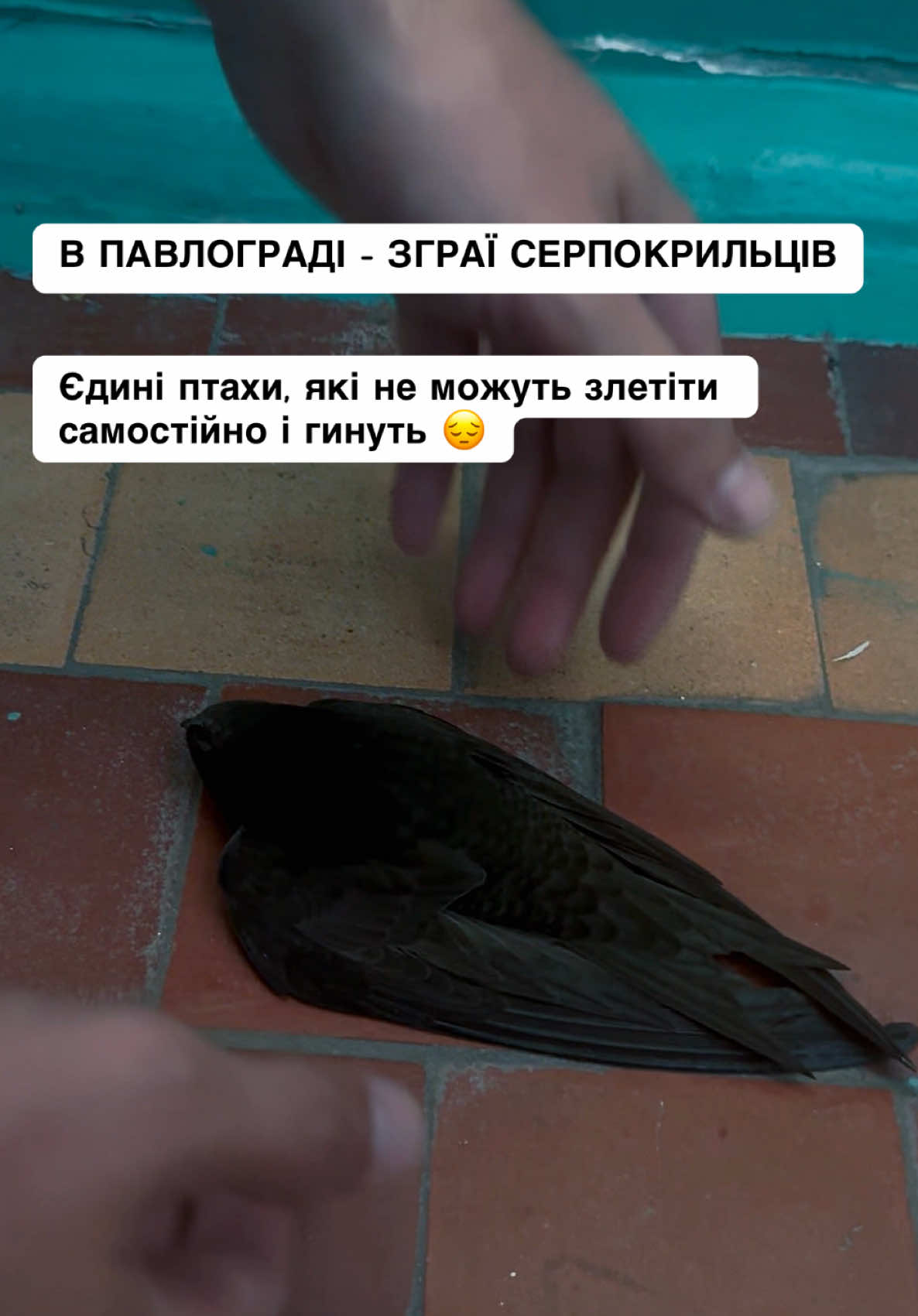 @Білявка з Павлограда