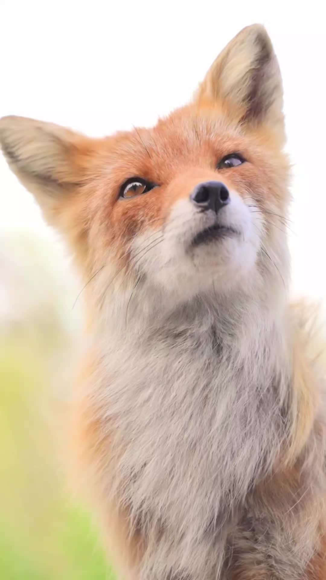 @Oldsilverfur
