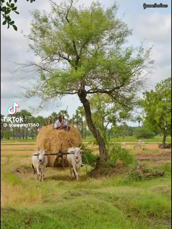 @ပဲခူးသူလေး❤❤