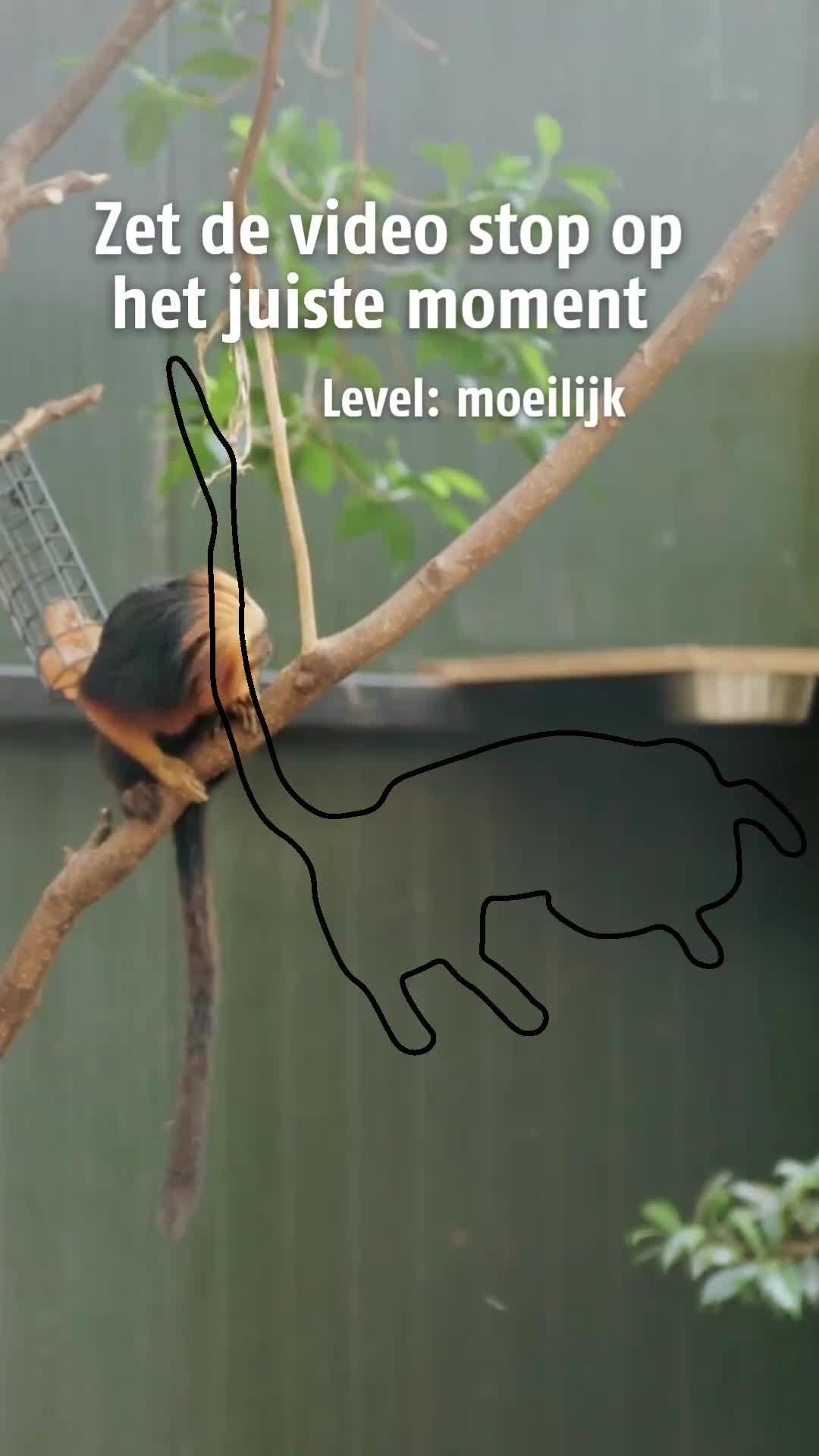 @Dierenpark Hoenderdaell