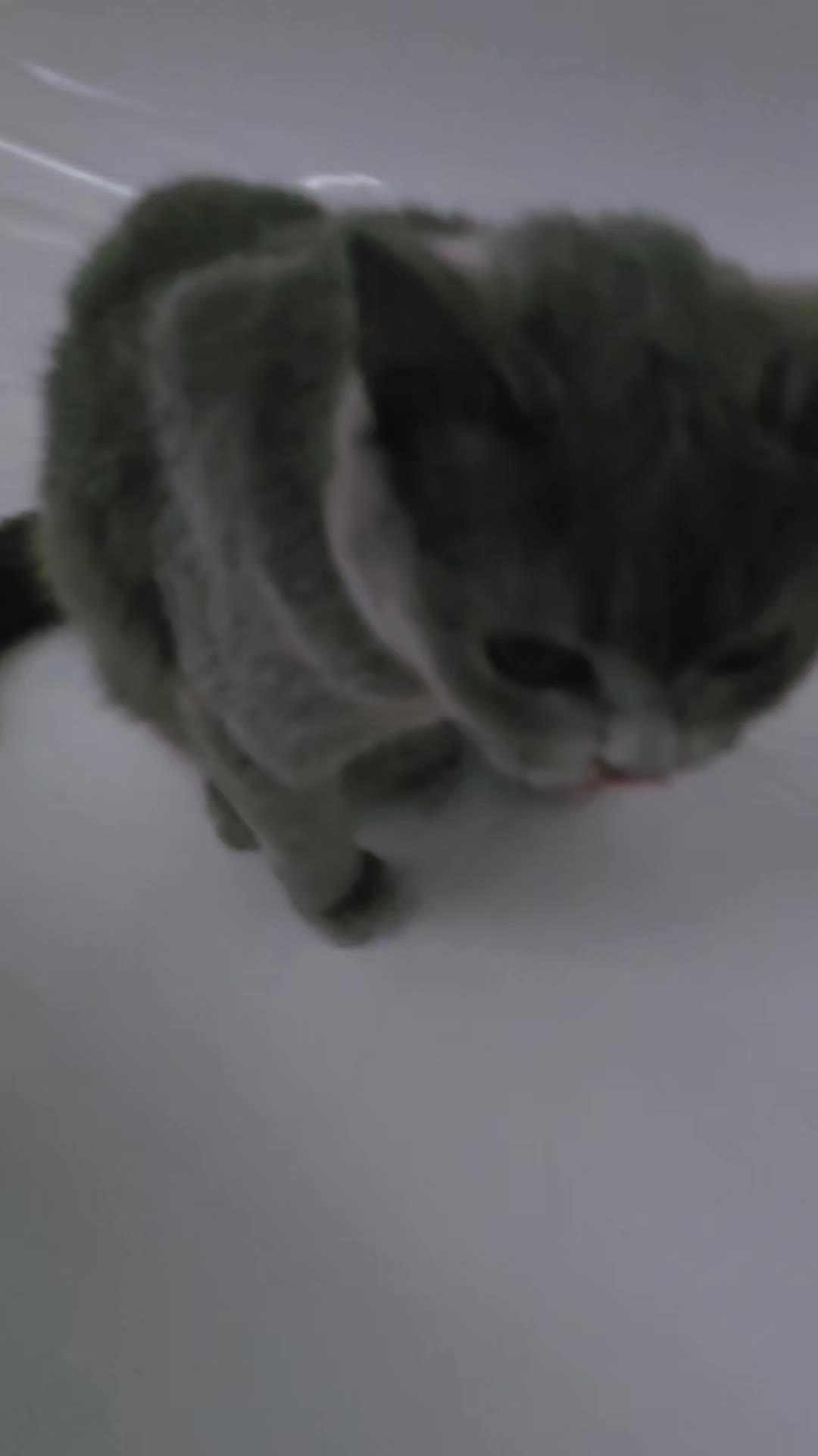 @🐈Kitty🐕