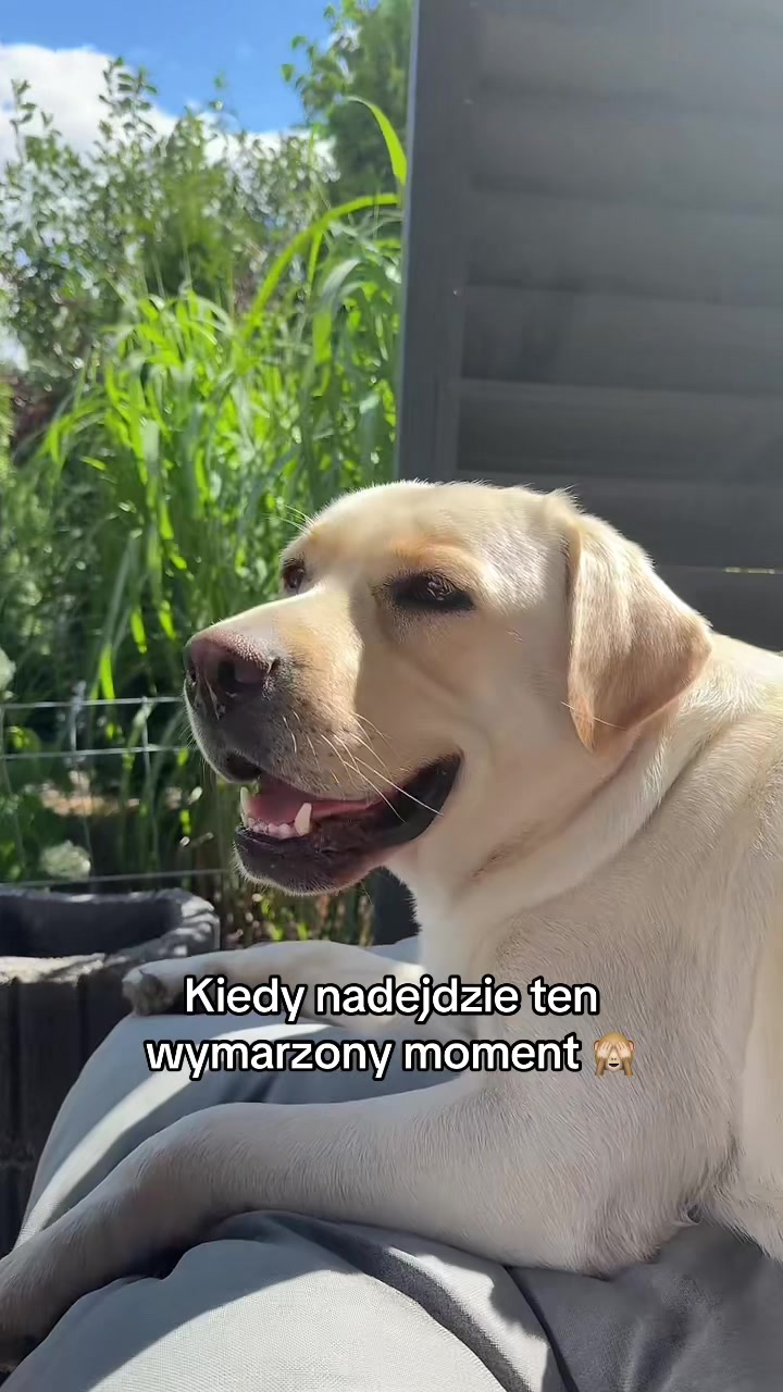 @Moonlife -Labrador Retriever