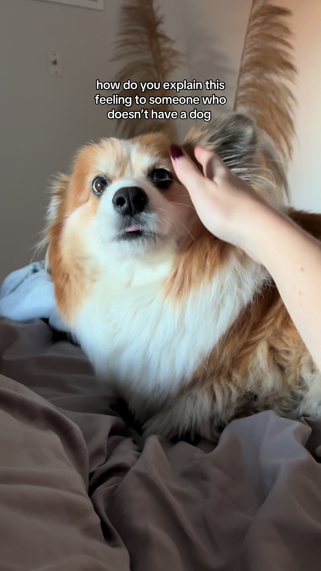@hudsonthefluffycorgi