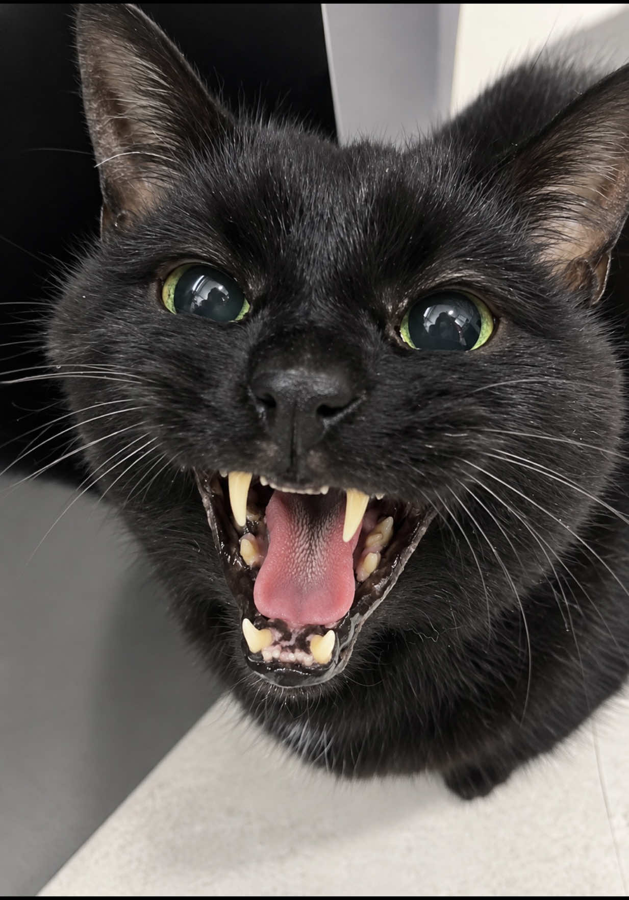 @Teefie_tribe 🐈&zwj;⬛🐈&zwj;⬛🐈🦷🦷