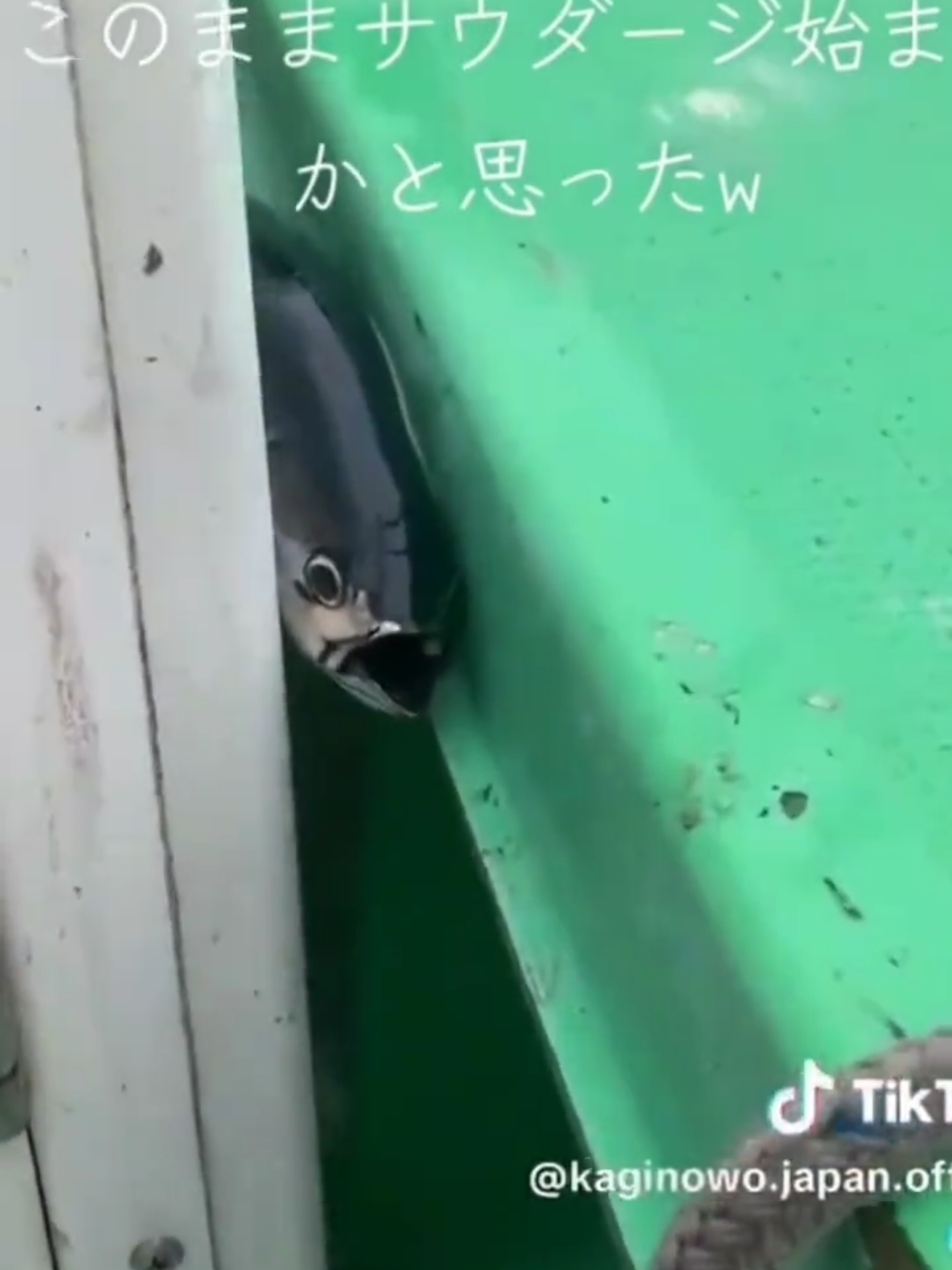 @タピオカ