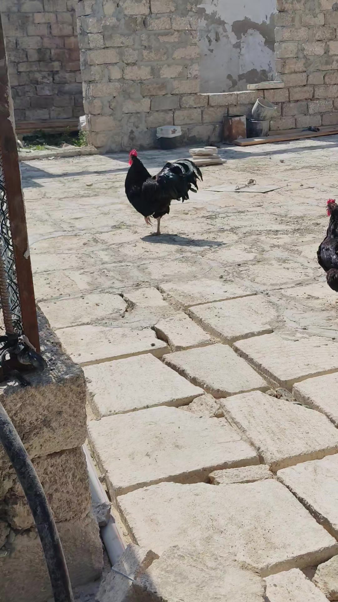 @MAŞTAĞA_QUŞCULUĞ