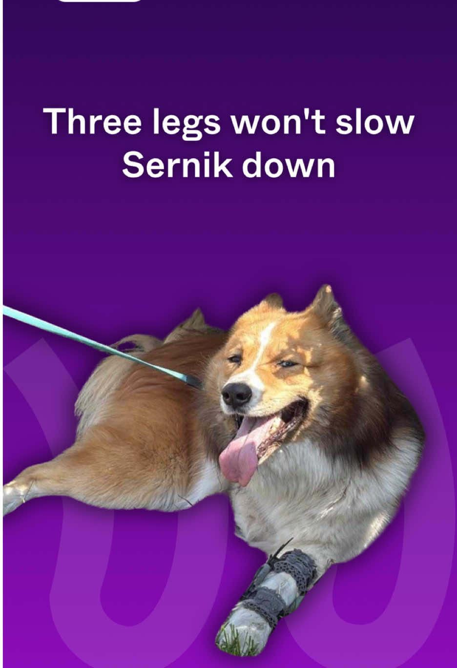 @WIMBA: Pet Orthoses