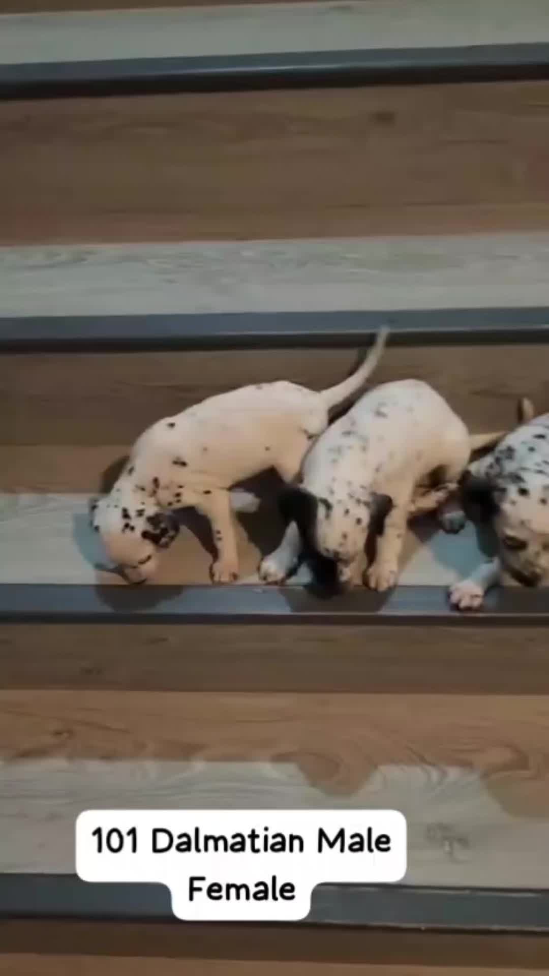 @Dream pet shop & pet solution