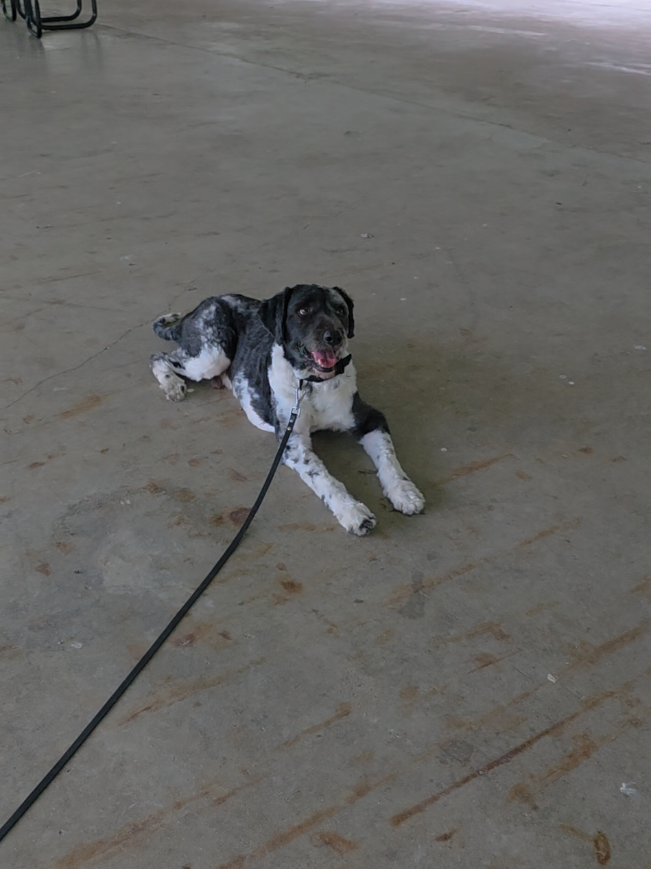 @Canine Wonders Training