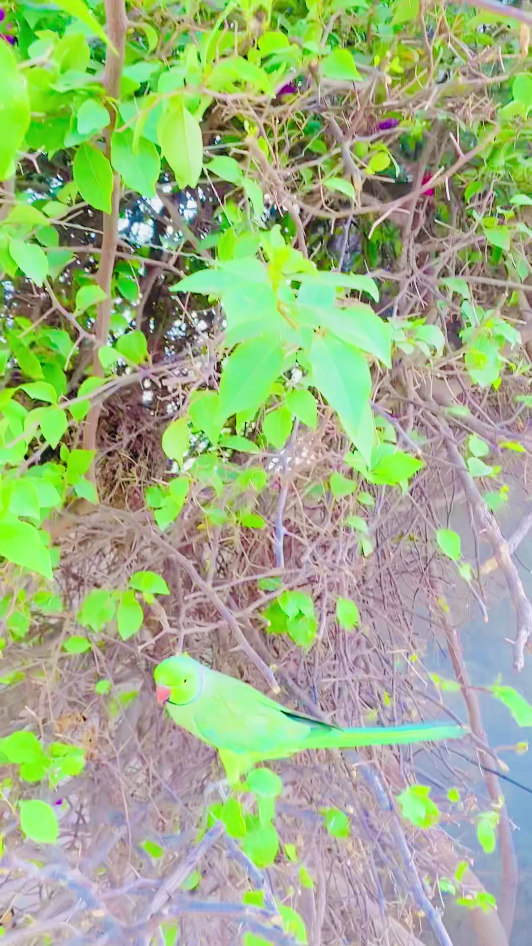 @ʜᴀʀᴏᴏɴ ᴊᴏʏɪᴀ