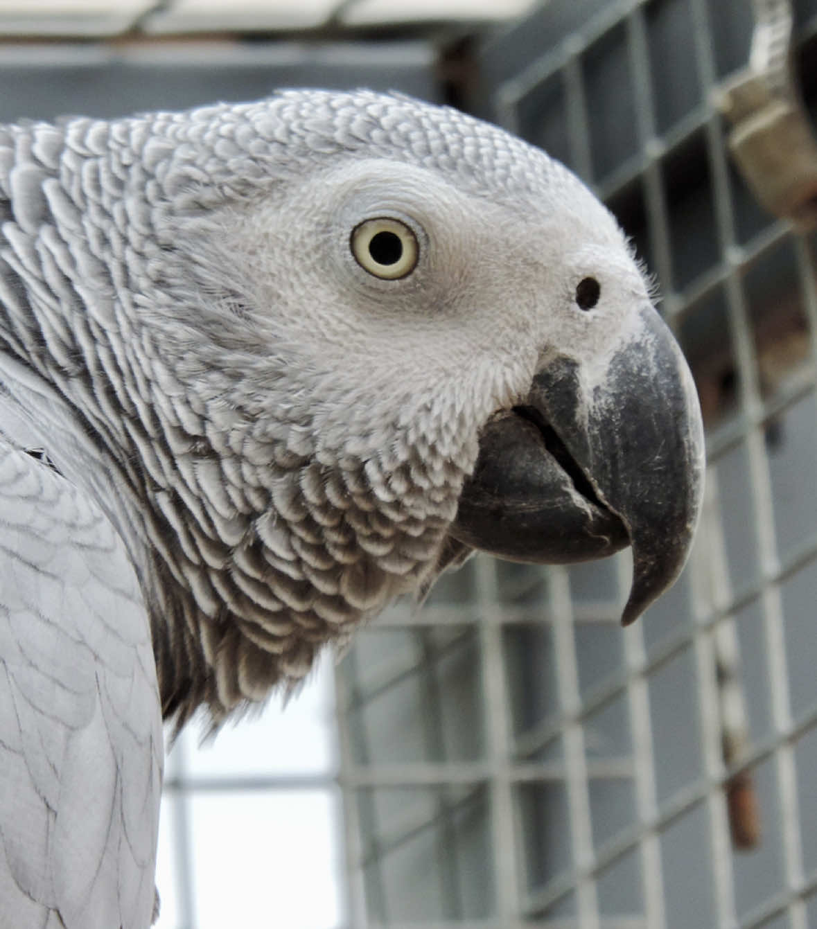 @(C&eacute;lia)BeHappyWithParrots🦜