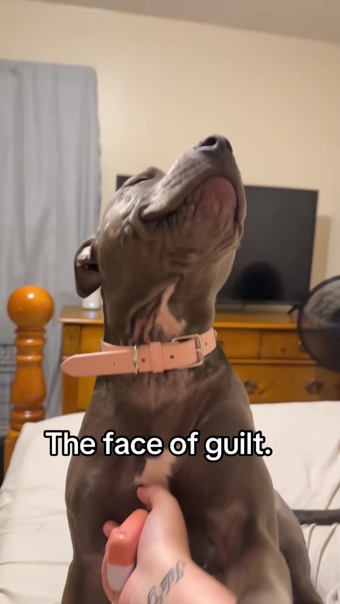 @Funny dog&rsquo;s