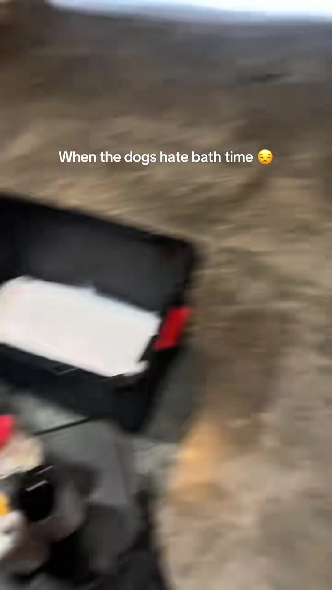 @funnyvideo3782