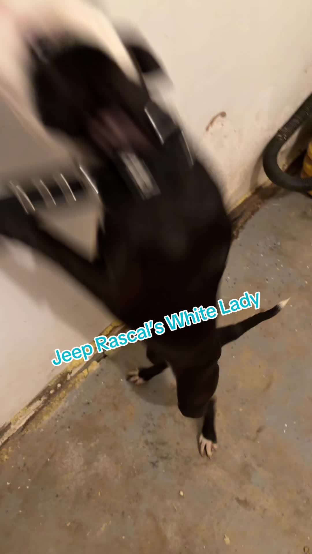 @Jeep Rascal Kennels