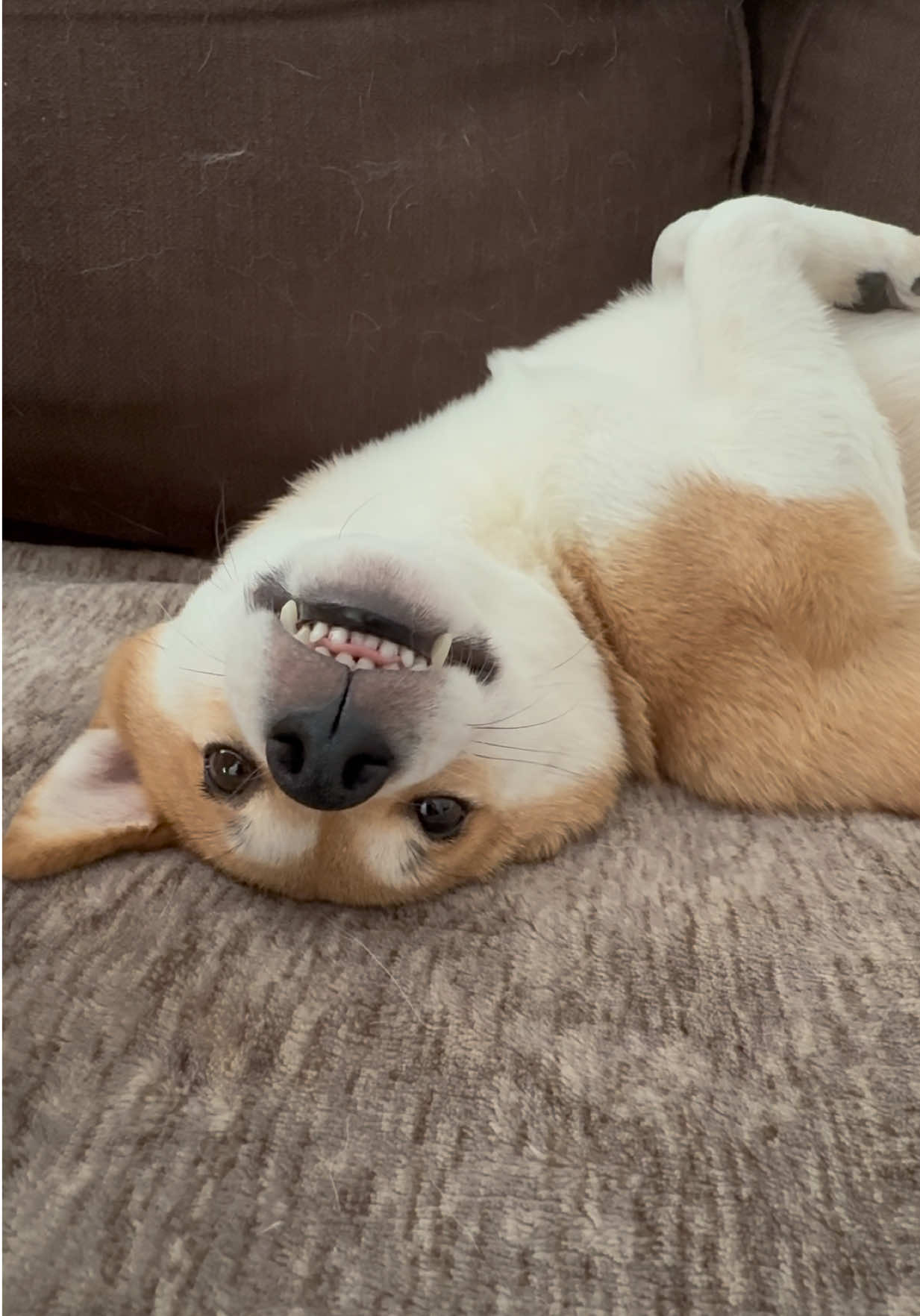 @Flock of Shibas 🐕🐕🐕