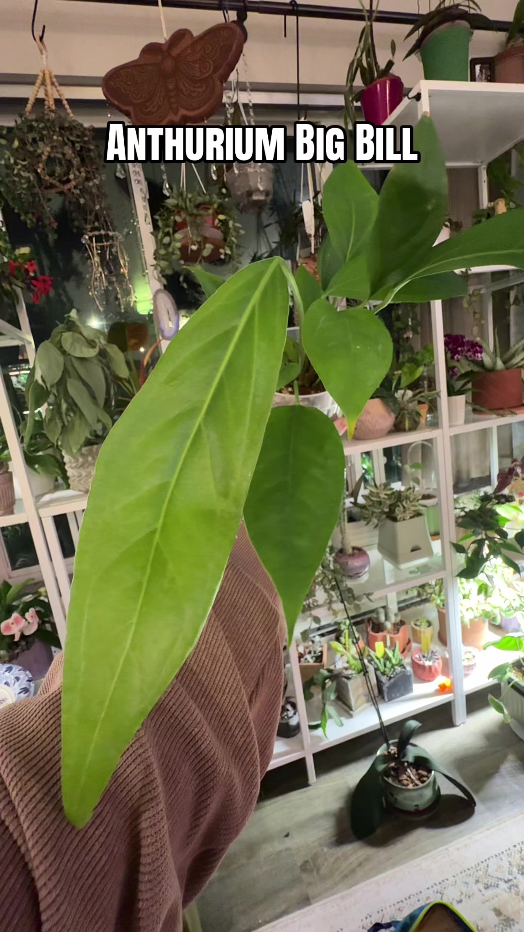 @Ness Rose | Plant Fanatic ✨