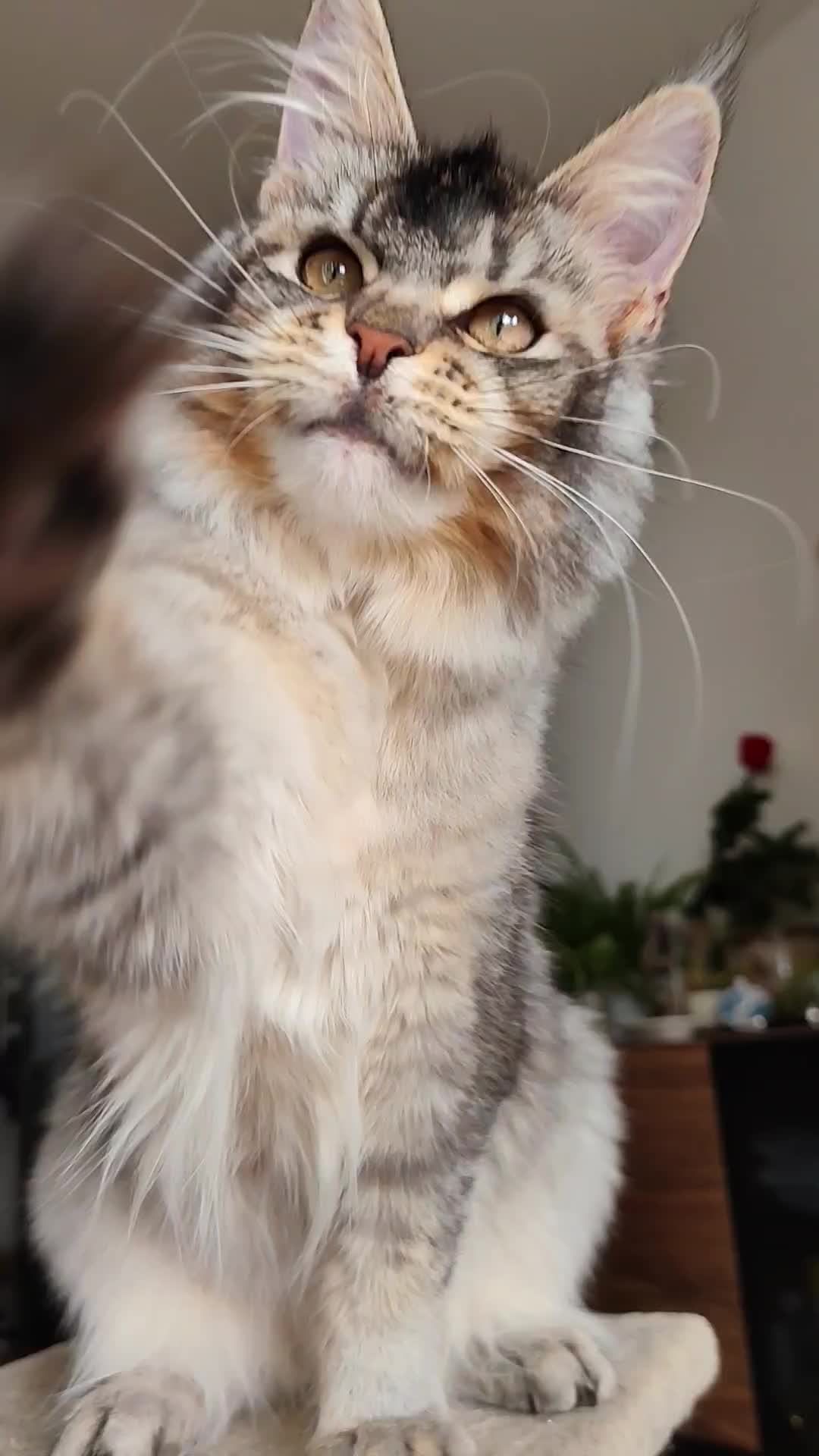@Cattery Of Wild Kingdom