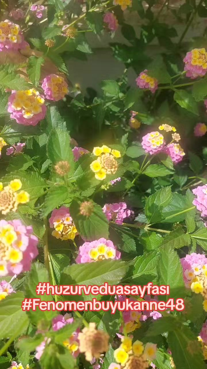 @Fenomenbuyukanne48