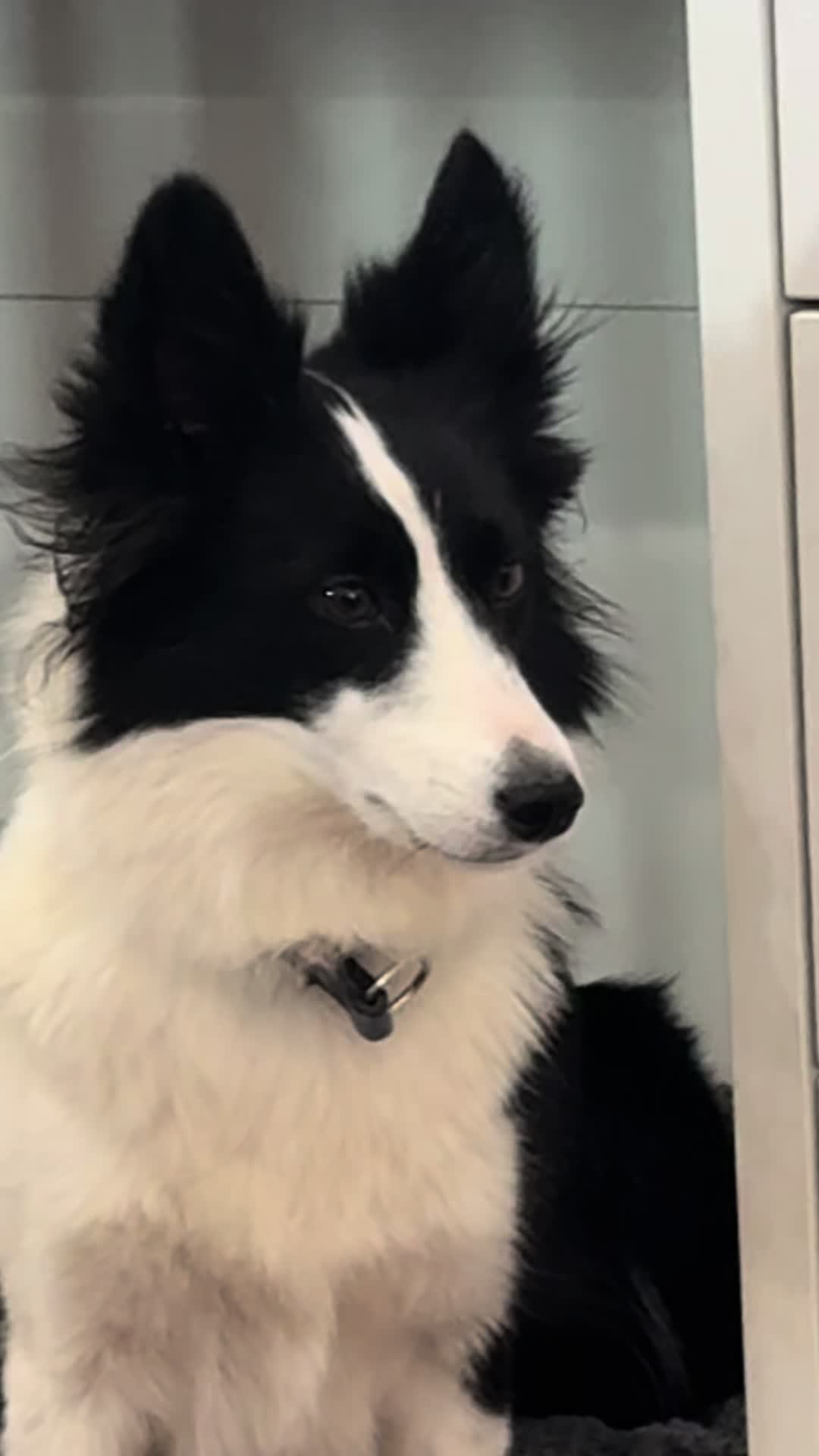 @Made_by_Dog