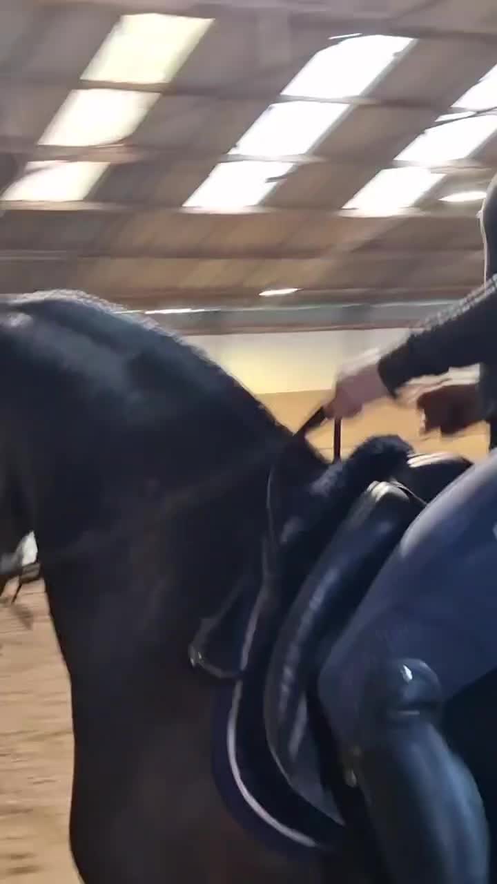 @Elegantia Horses