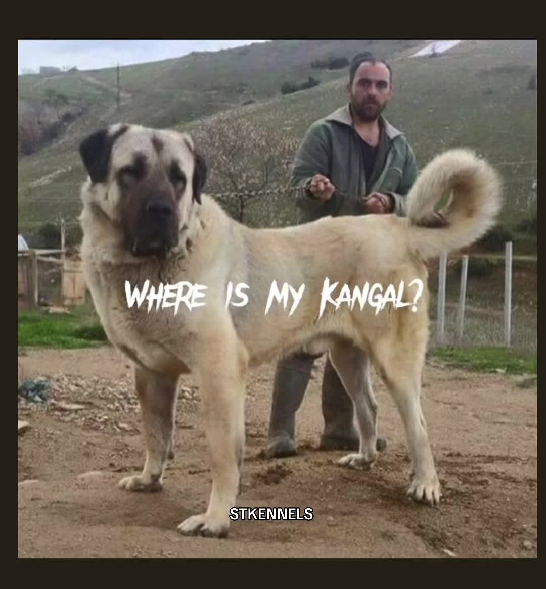 @sabertoothkennels