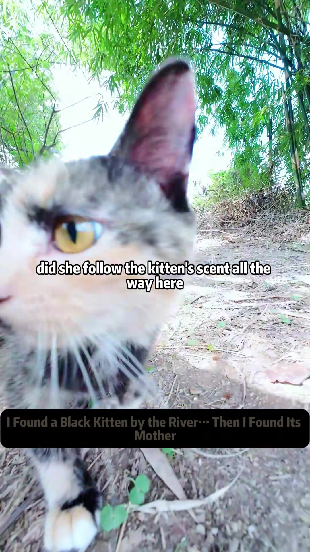 @Stray Cat Talkz
