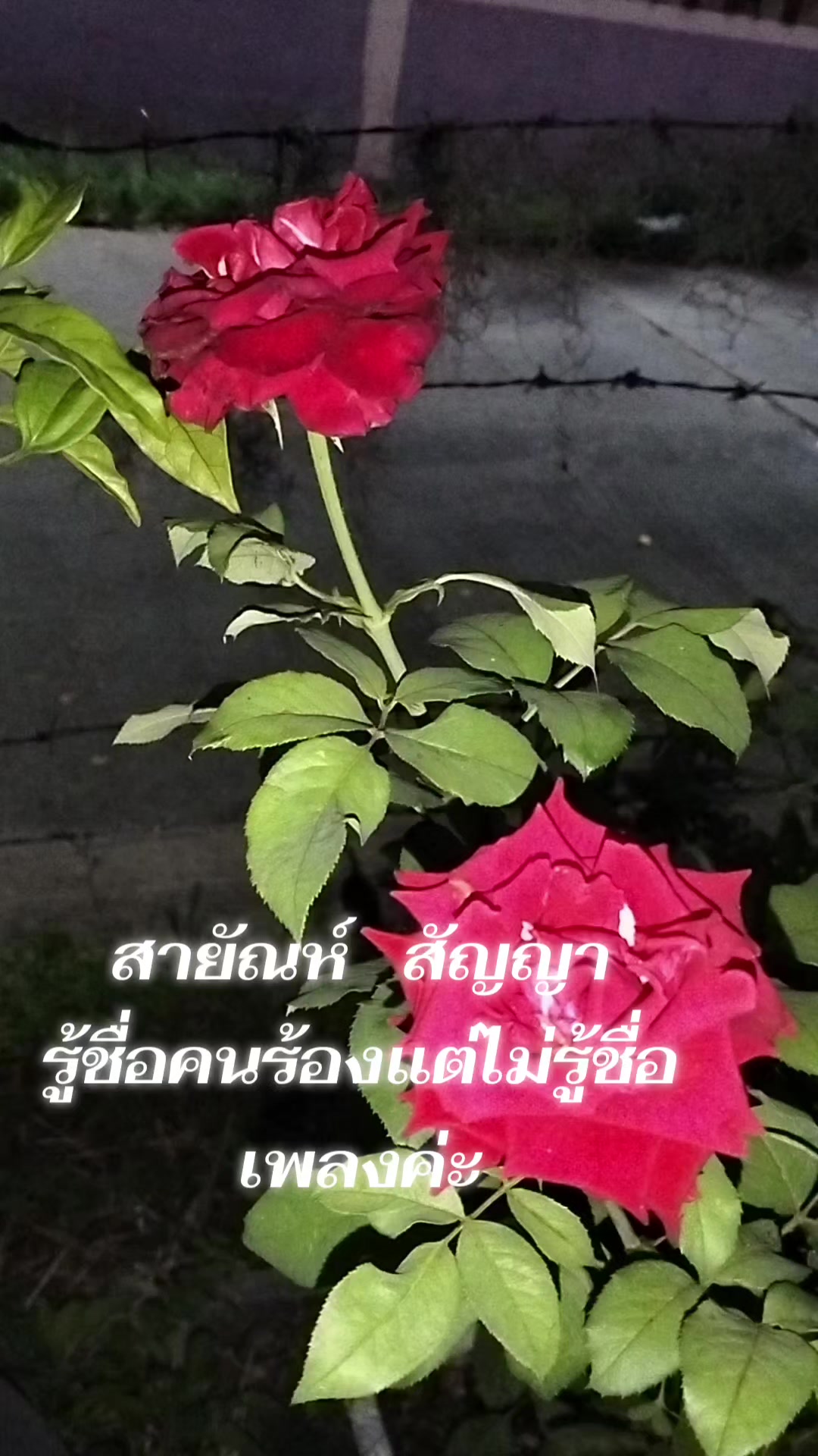 @ลำพึง    เอี่ยมสุดใจ