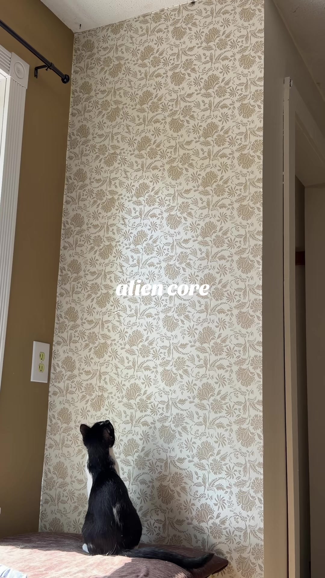 @bink the big orange cat