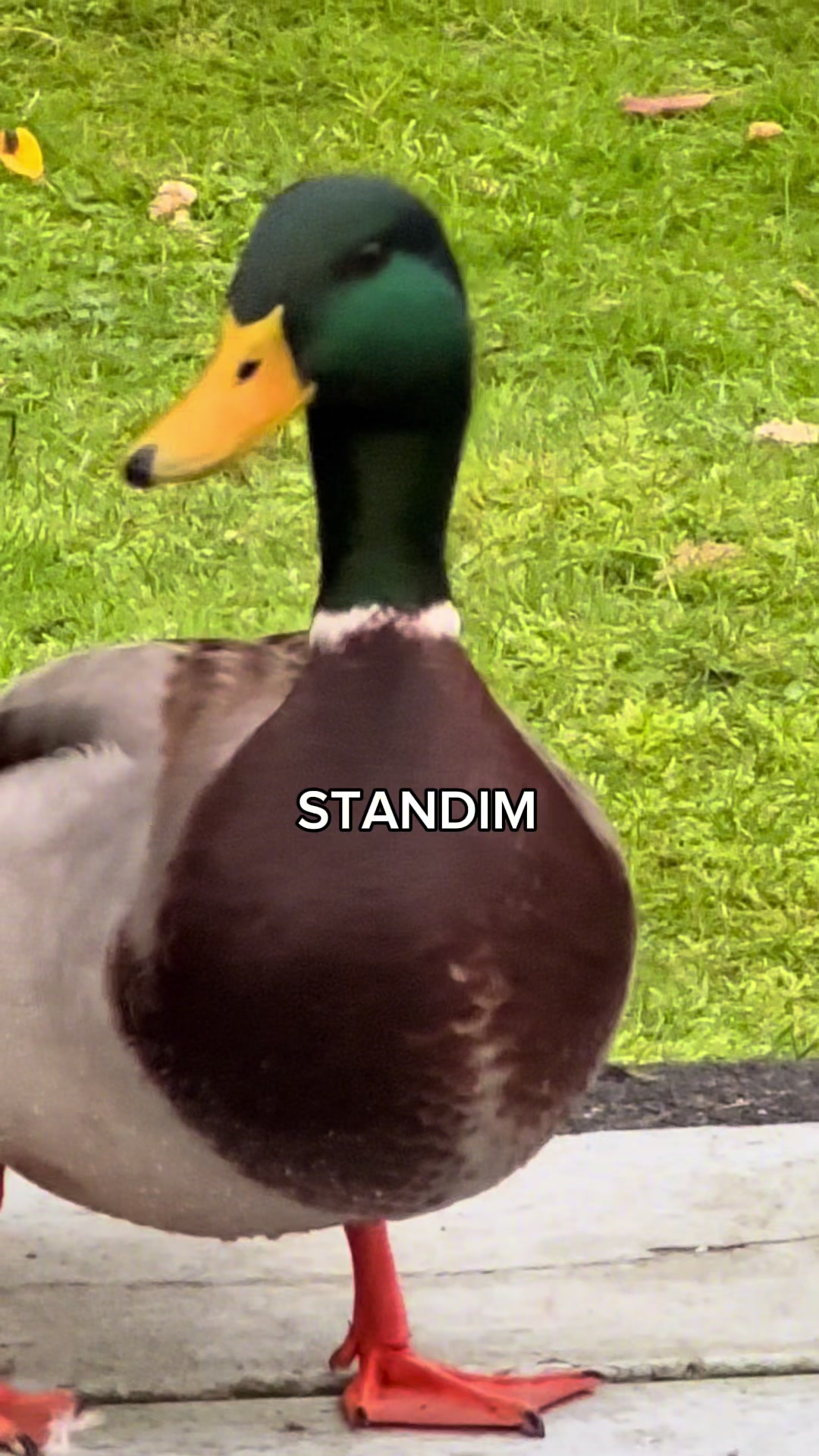 @duc