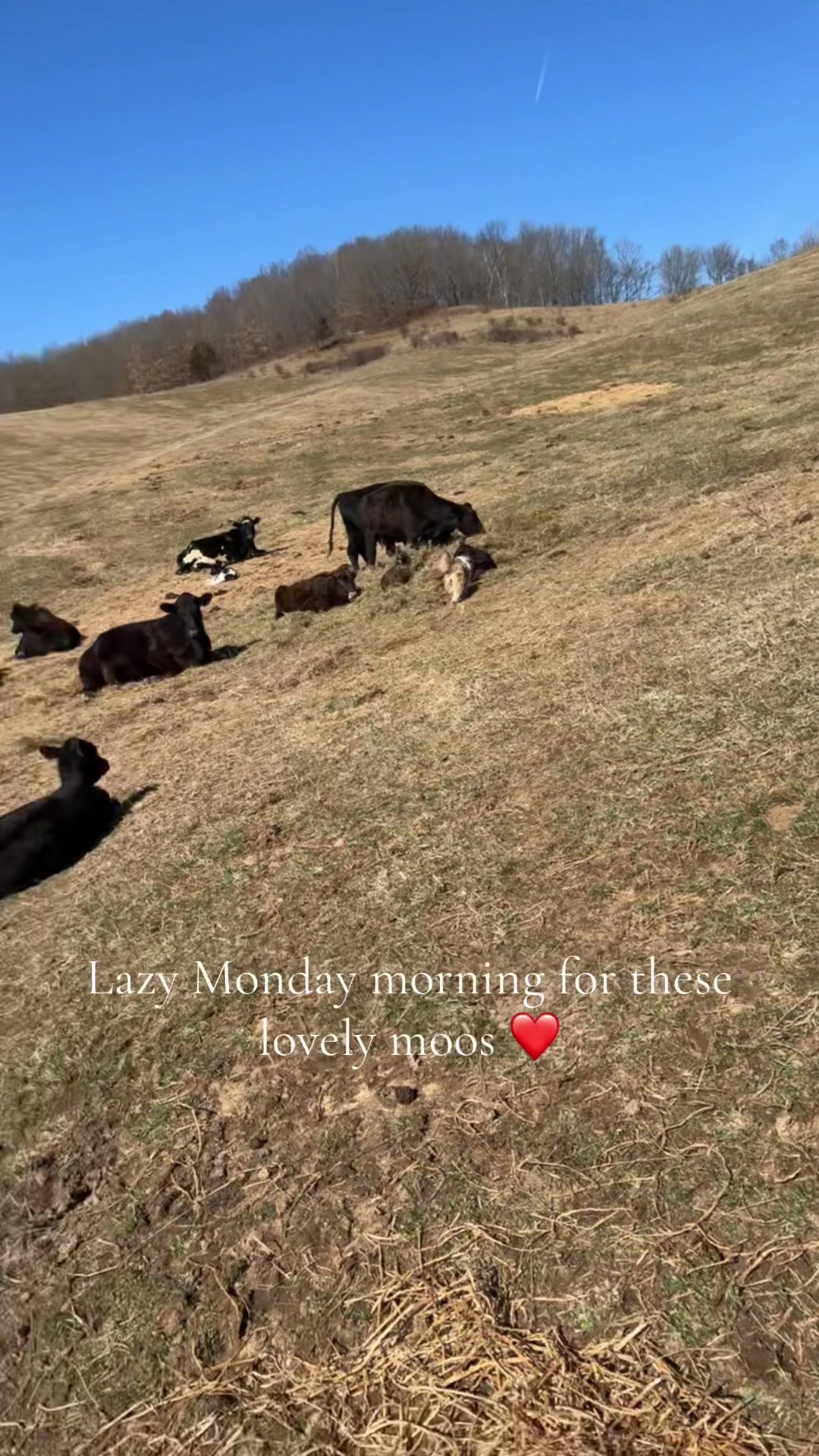 @|| Kori Jean 🐮 ||