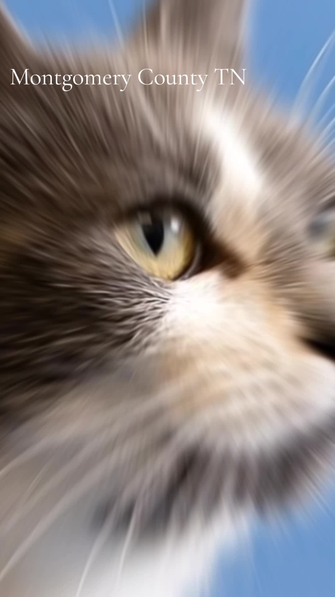 @No More Sad Kitties