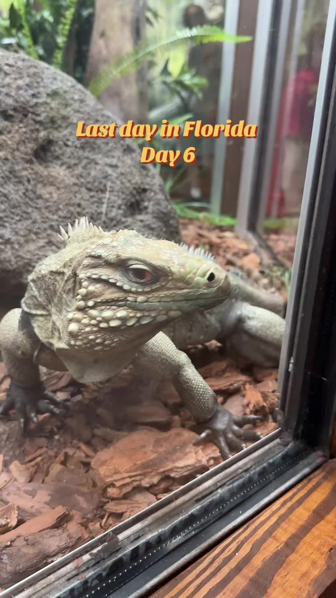 @Holly Simon 🦖