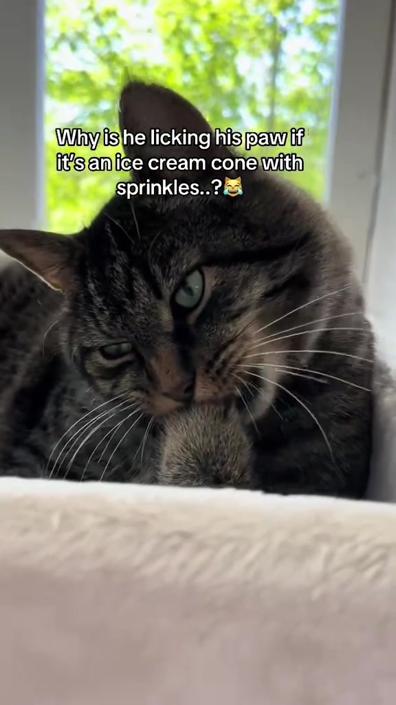 @Joep_the_ rescuecat