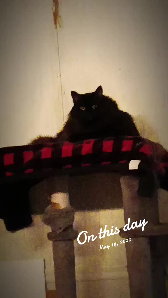 @The Metal Cat Dad!🐈🐈&zwj;⬛🐾🤘