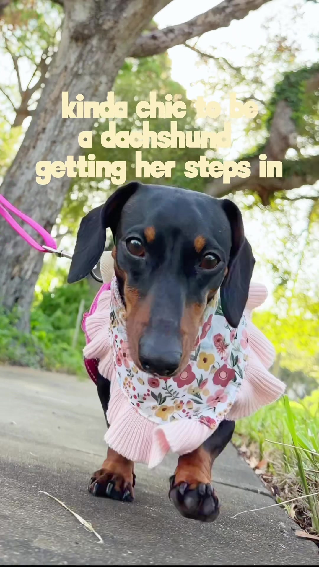 @Penny the Dachshund