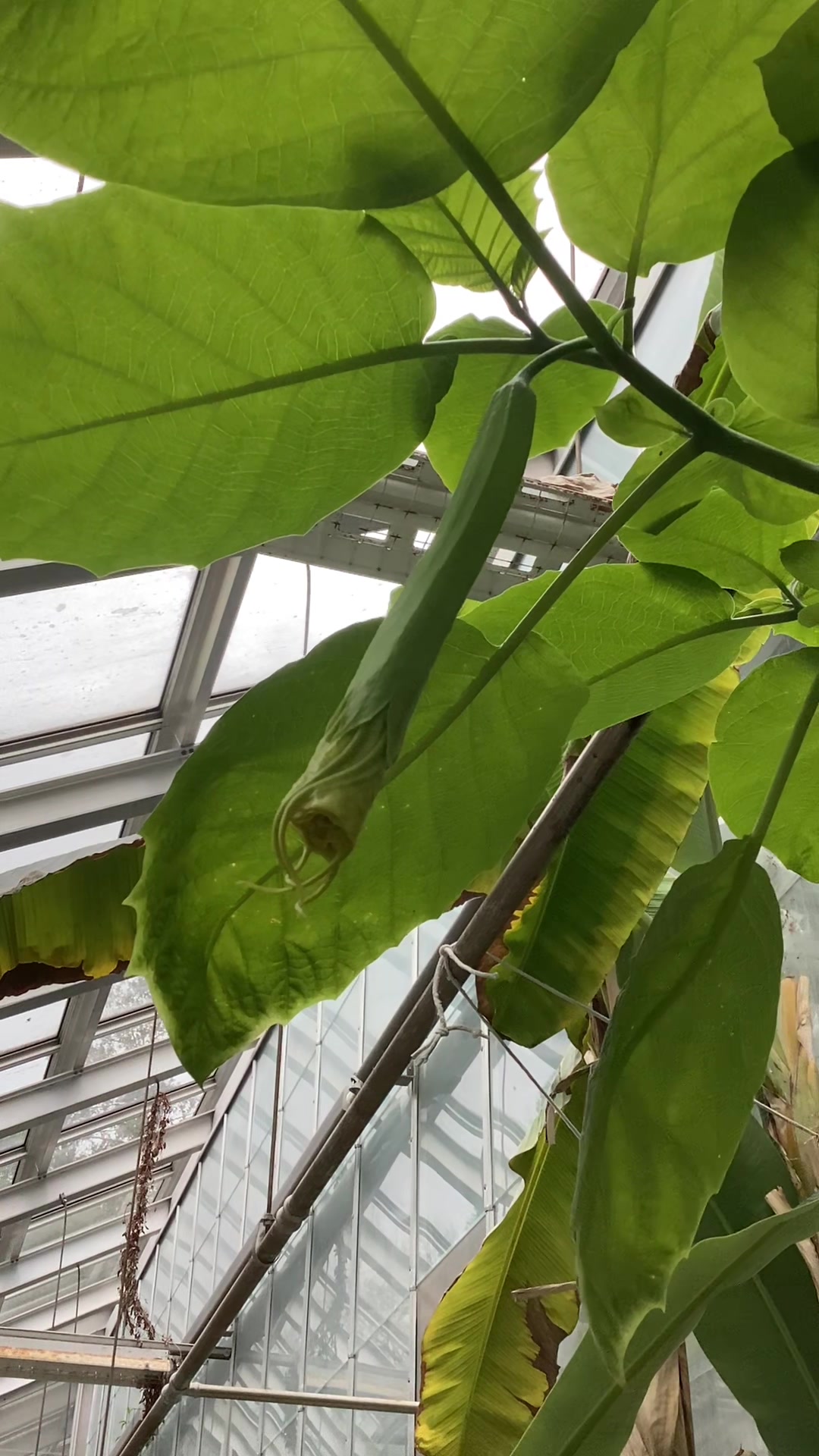 @bsu greenhouse