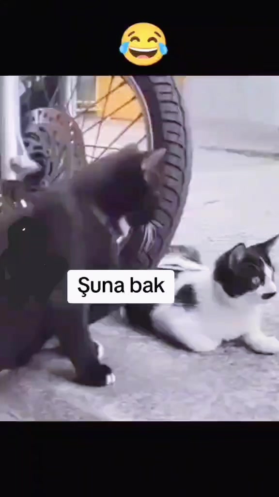 @ALİ URLA