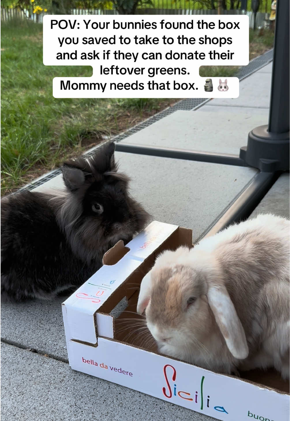 @Buns 🐰🐰