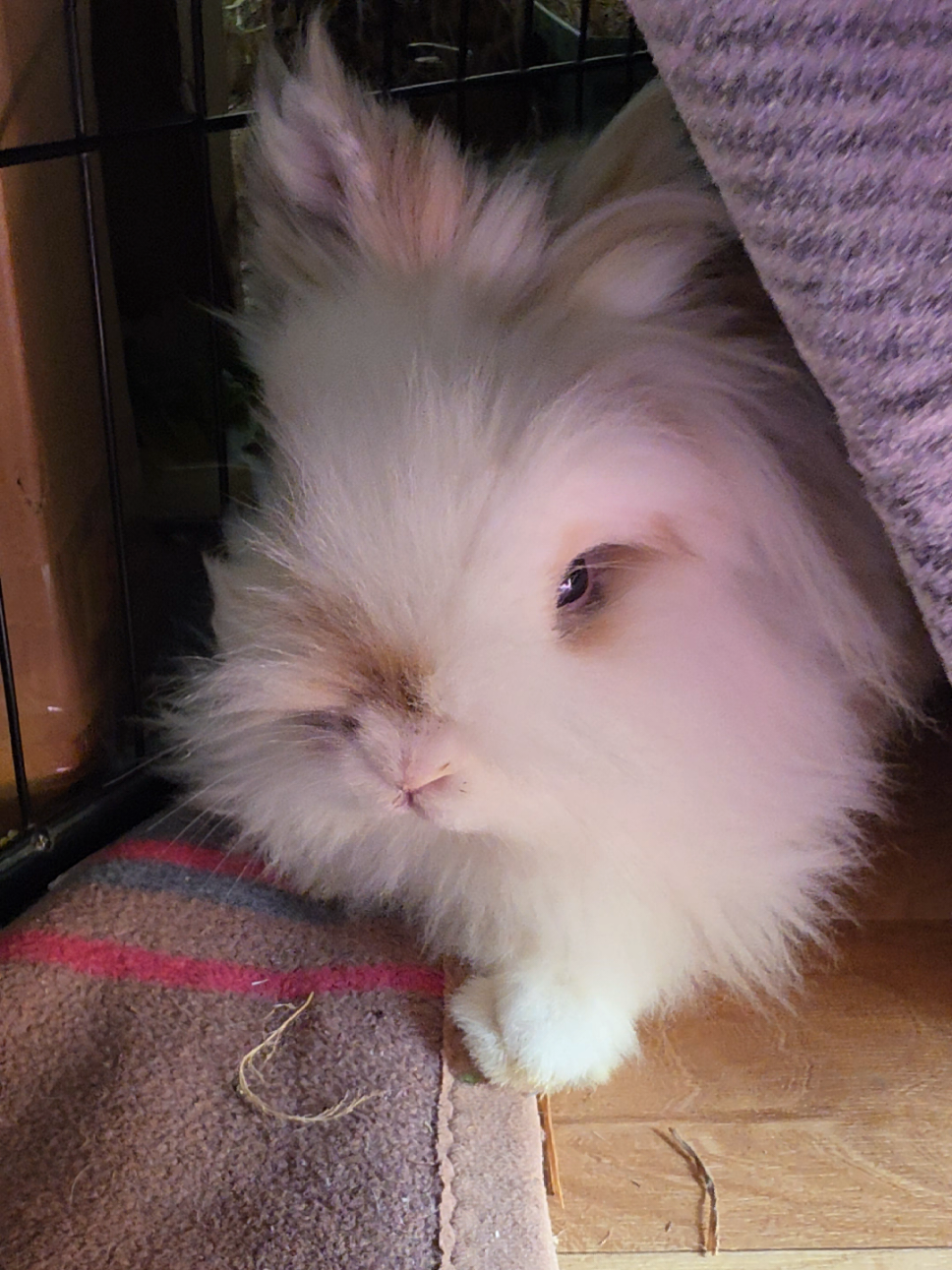 @Buns at Home